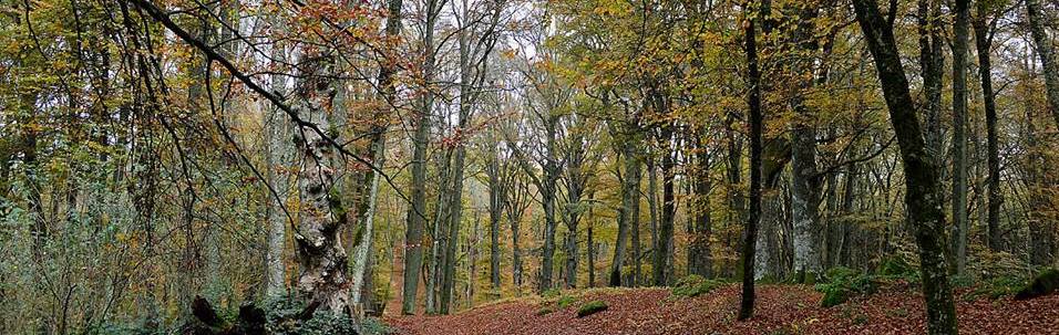 Riserva Naturale Lago di Vico – Monte Fogliano e la Via Francigena