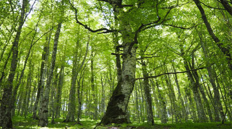 Parco Regionale Bracciano-Martignano, la Faggeta di Monte Raschio