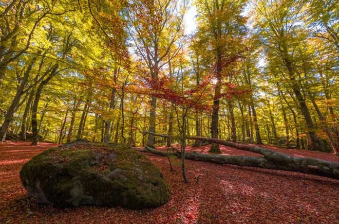 Autunno nella Faggeta di Monte Fogliano